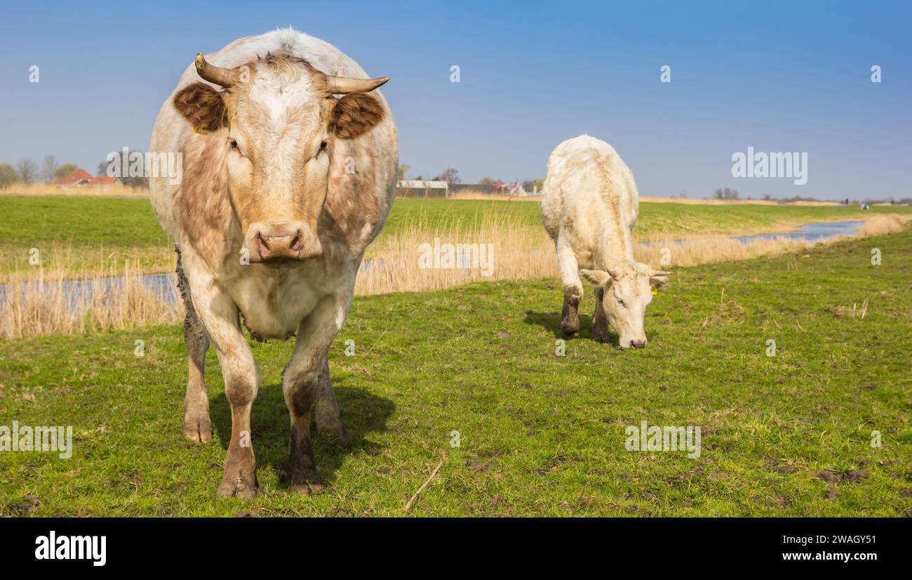 Neugierige Kuh am Flussufer in Zaanstreek, Niederlande Stockfoto