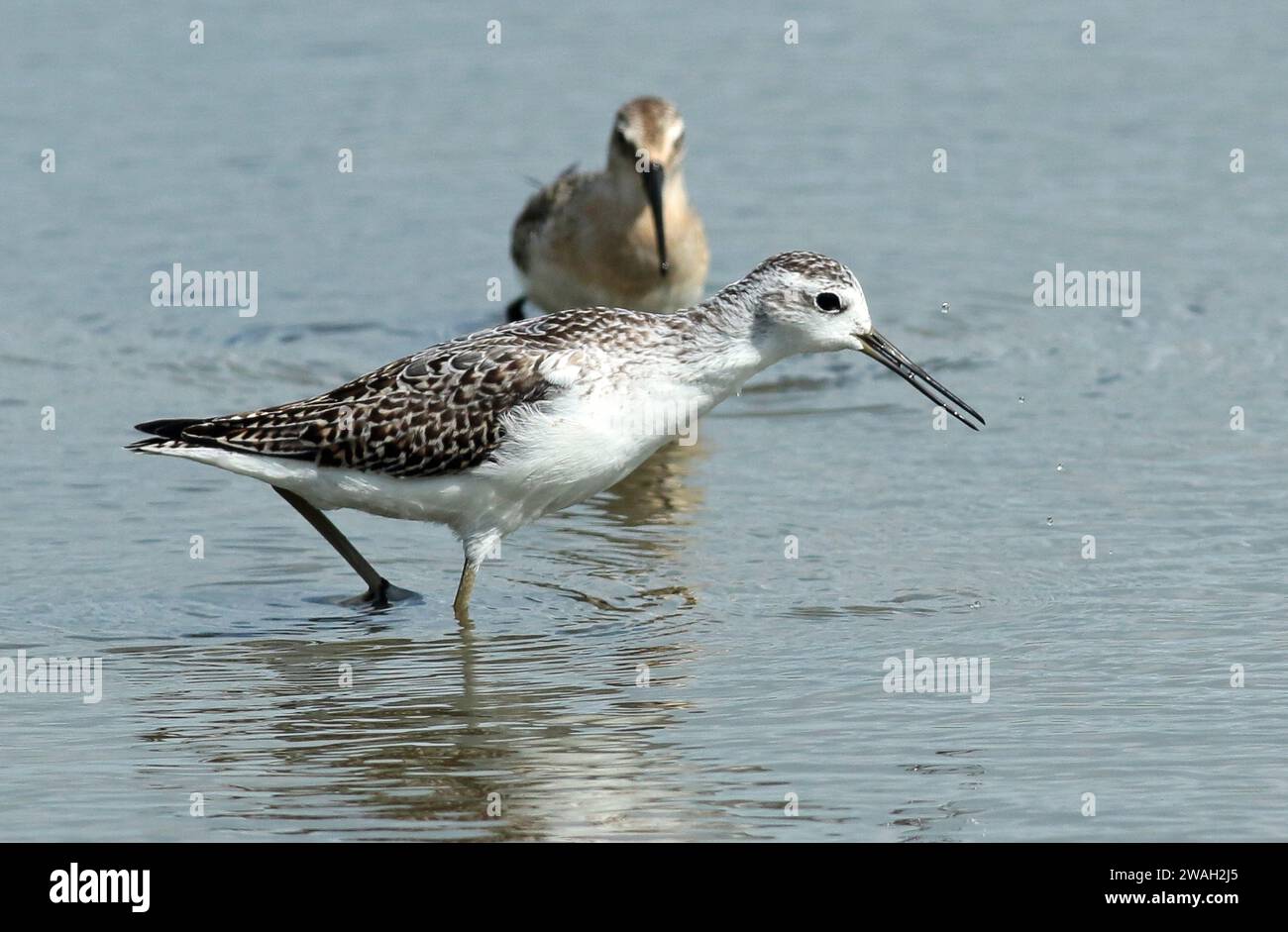 marsh Sandpiper (Tringa stagnatilis), Jungvögel, die durch flaches Wasser waten, Seitenansicht, Niederlande Stockfoto