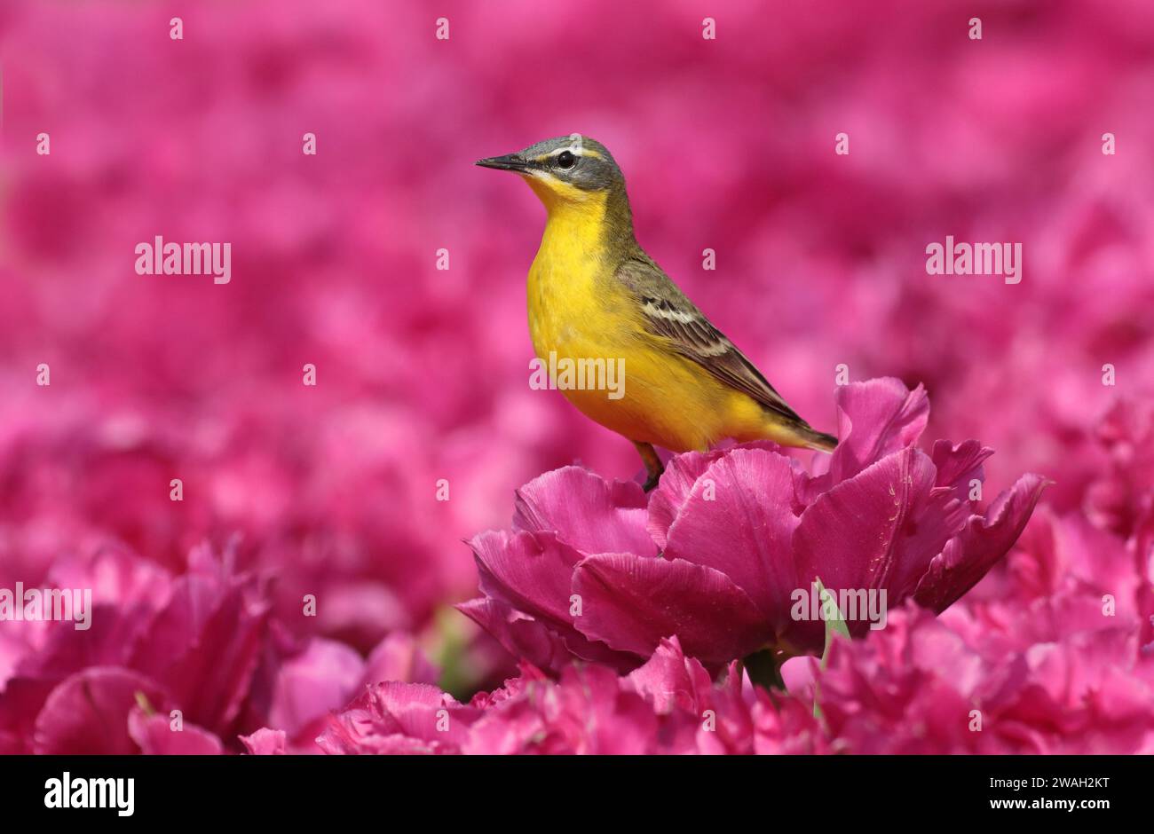 Gelber Bachstelz (Motacilla flava), erwachsener Rüde auf violetter Tulpe, Niederlande Stockfoto