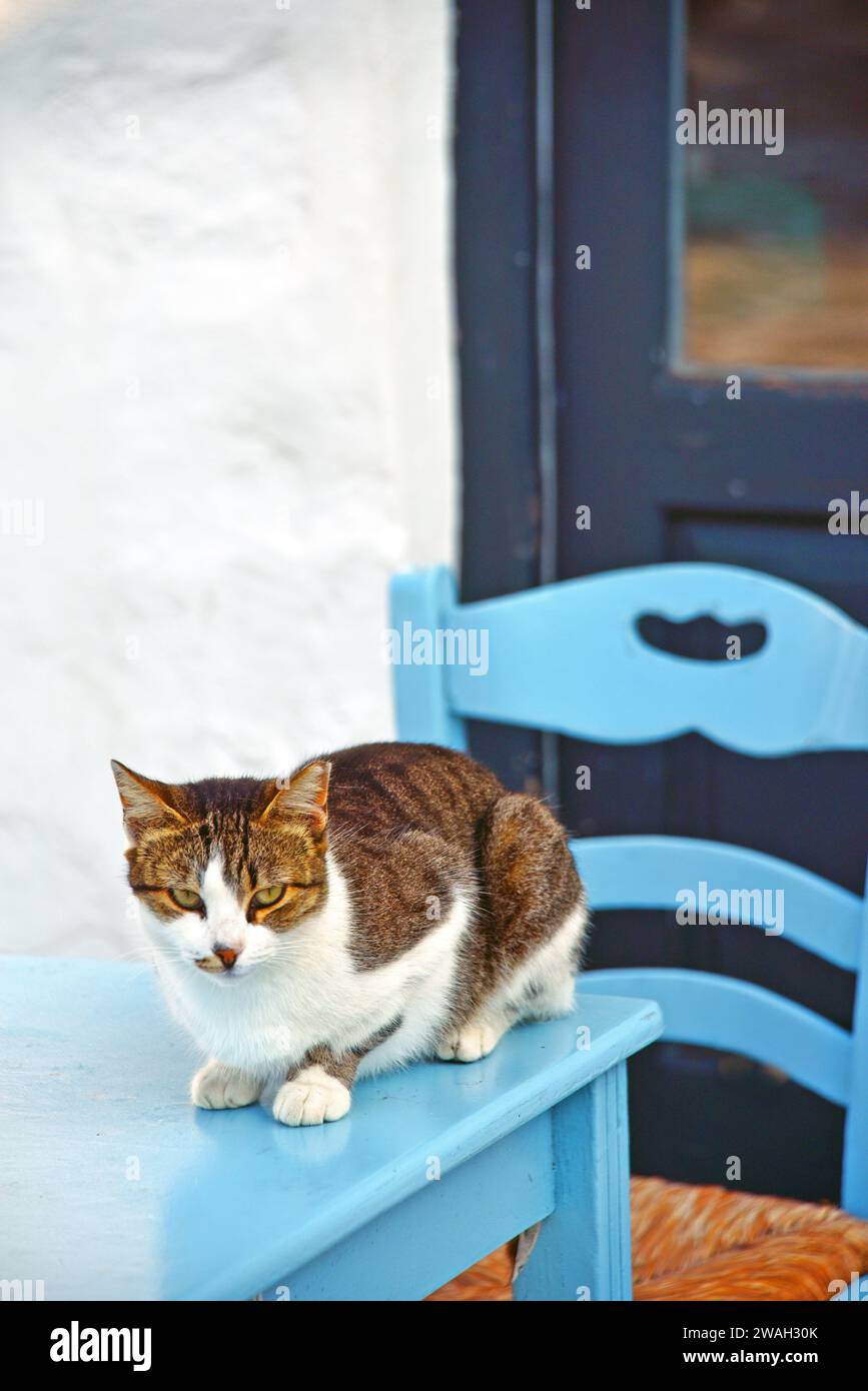 Hauskatze, Hauskatze (Felis silvestris f. catus), sitzt auf einem blauen Tisch in einem Restaurant, Griechenland, Kykladen, Naxos Stockfoto