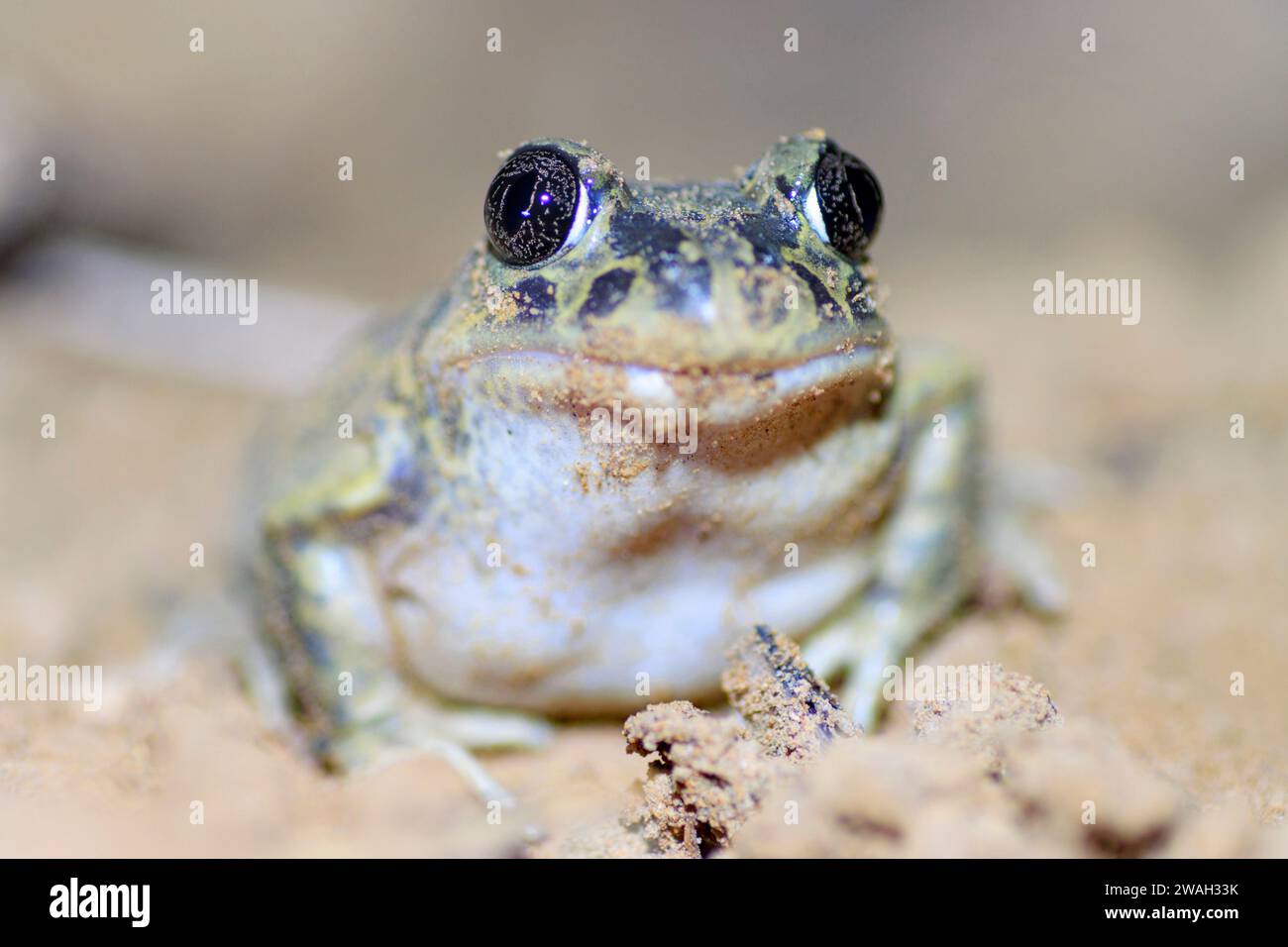 Westeuropäischer Spadefoot, iberischer Spadefoot (Pelobates cultripes), sitzend auf sandigem Boden, Frankreich, Oppede Stockfoto