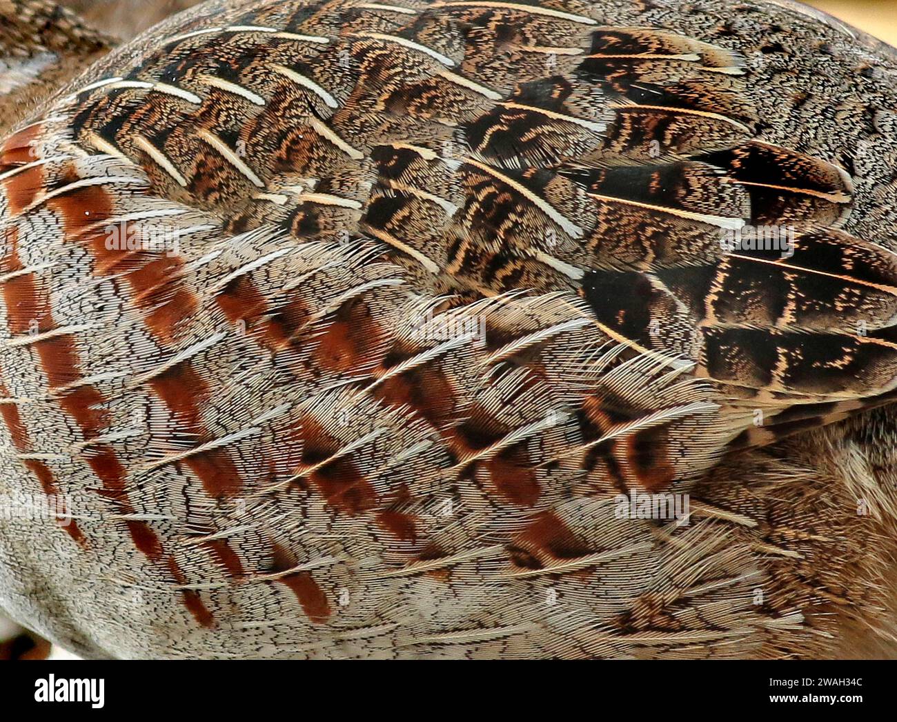 Rebhühner (Perdix perdix), Gefieder, Detail, Niederlande, Nordholland Stockfoto