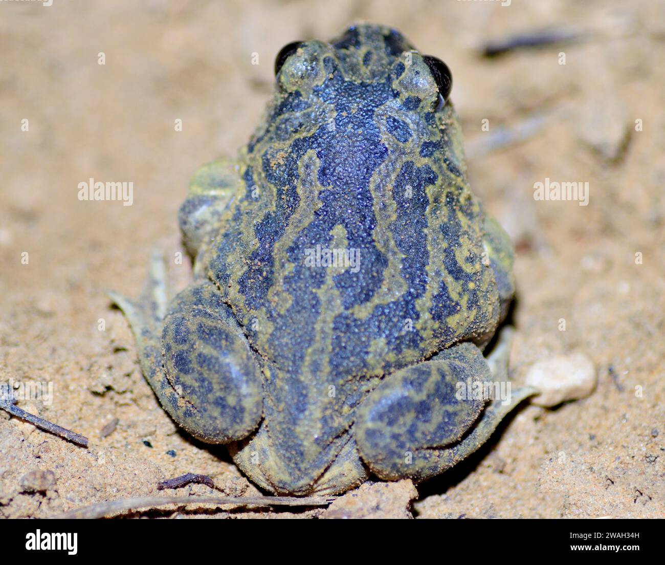 Westeuropäischer Spadefoot, iberischer Spadefoot (Pelobates cultripes), sitzend auf sandigem Boden, Frankreich, Oppede Stockfoto