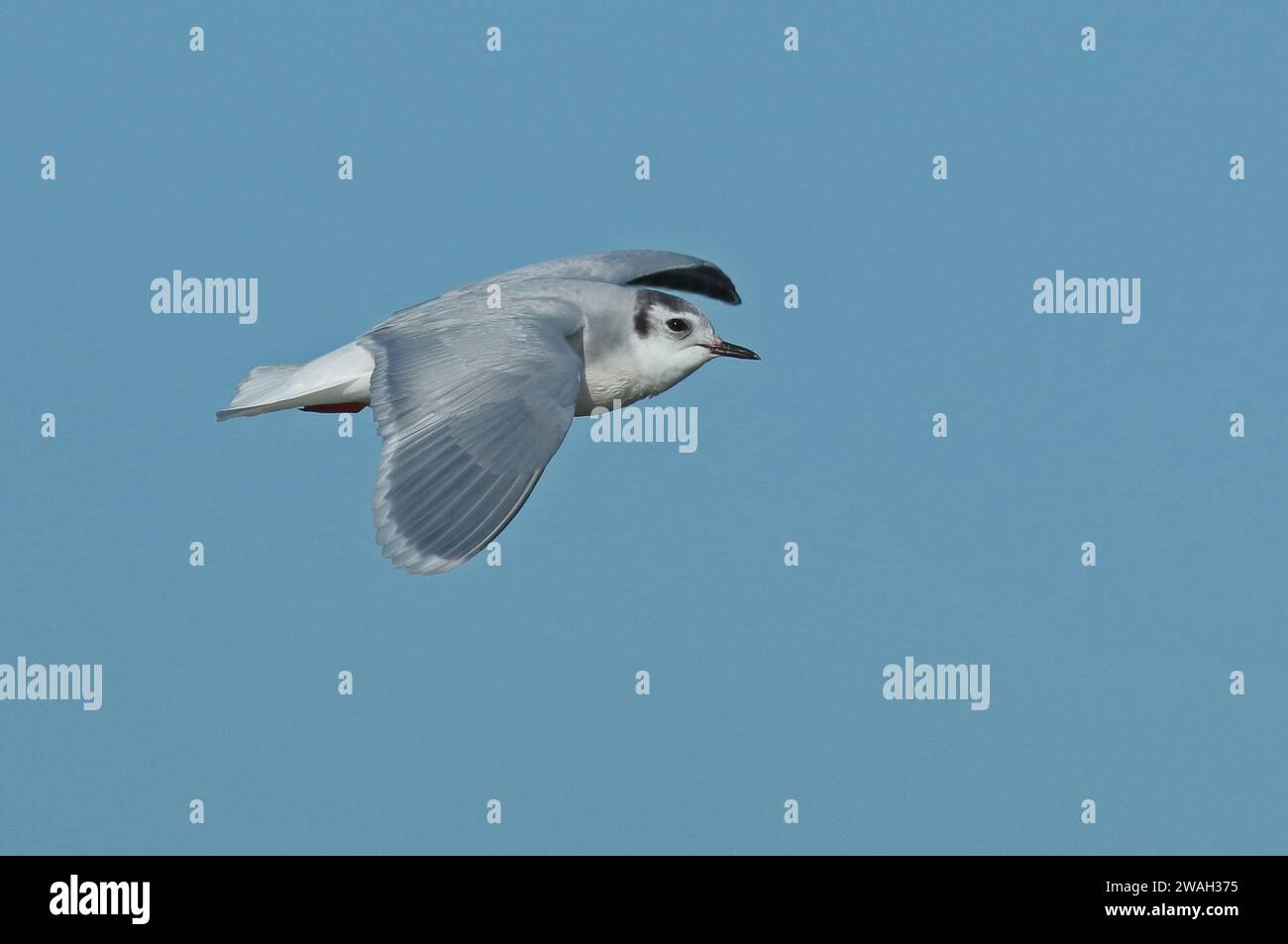 Kleine Möwe (Hydrocoloeus minutus, Larus minutus), Erwachsener im Wintergefieder im Flug, Niederlande, Nordholland, Vatrop, den Oever Stockfoto