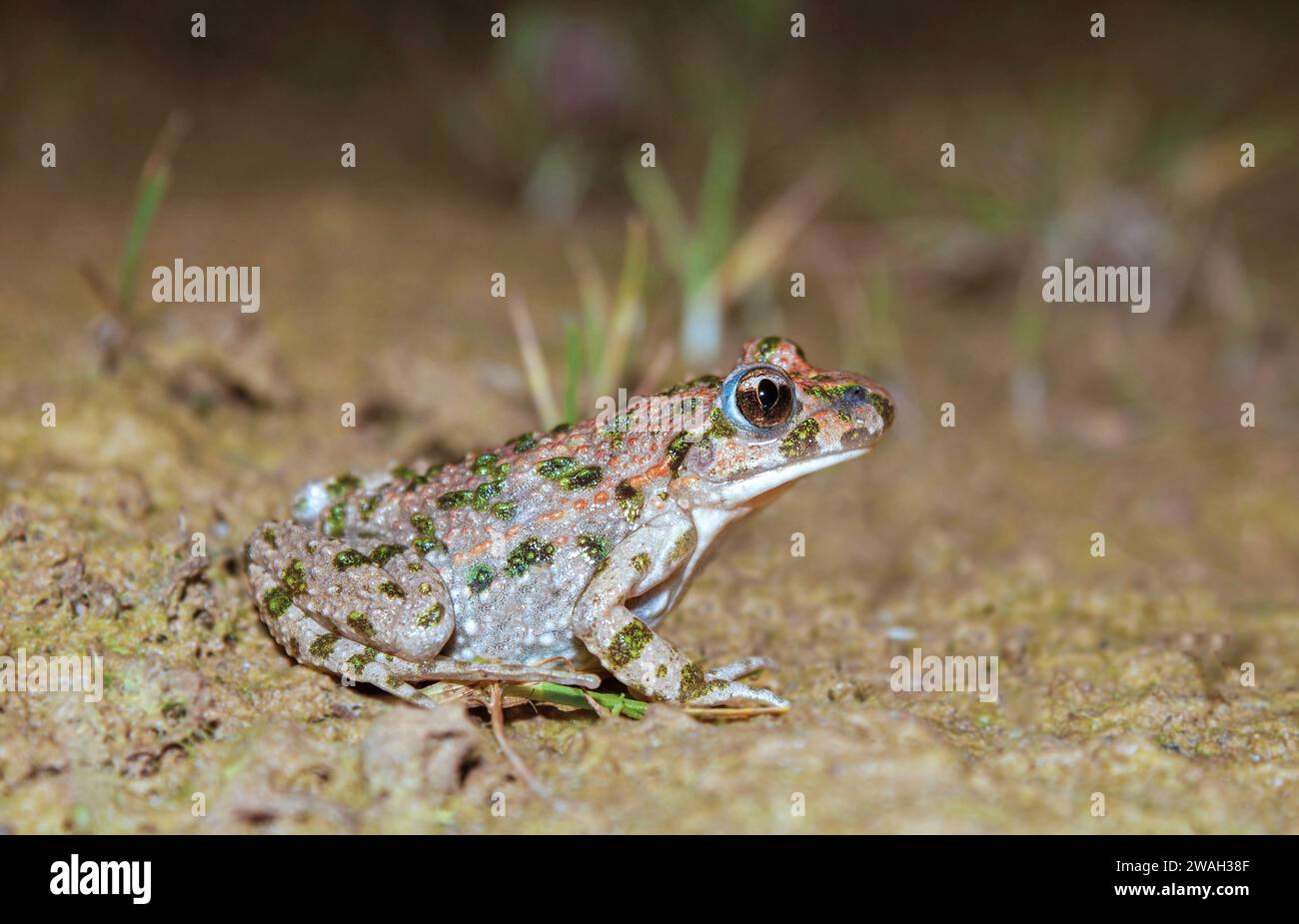 Petersilienfrosch, gemeiner Petersilienfrosch, Schlammtaucher, gefleckter Schlammfrosch (Pelodytes punctatus), auf dem Boden sitzend, Seitenansicht, Frankreich, Rennes Stockfoto