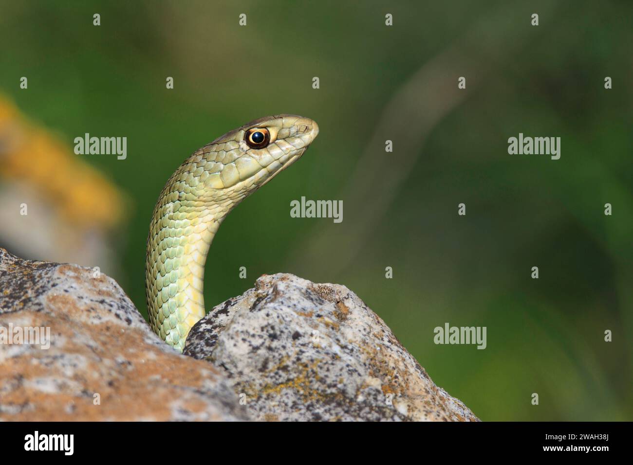 Montpellier-Schlange, westliche Montpellier-Schlange (Malpolon monspessulanus), Mann, der seine Umgebung zwischen Steinen beobachtet, Porträt, Frankreich Stockfoto
