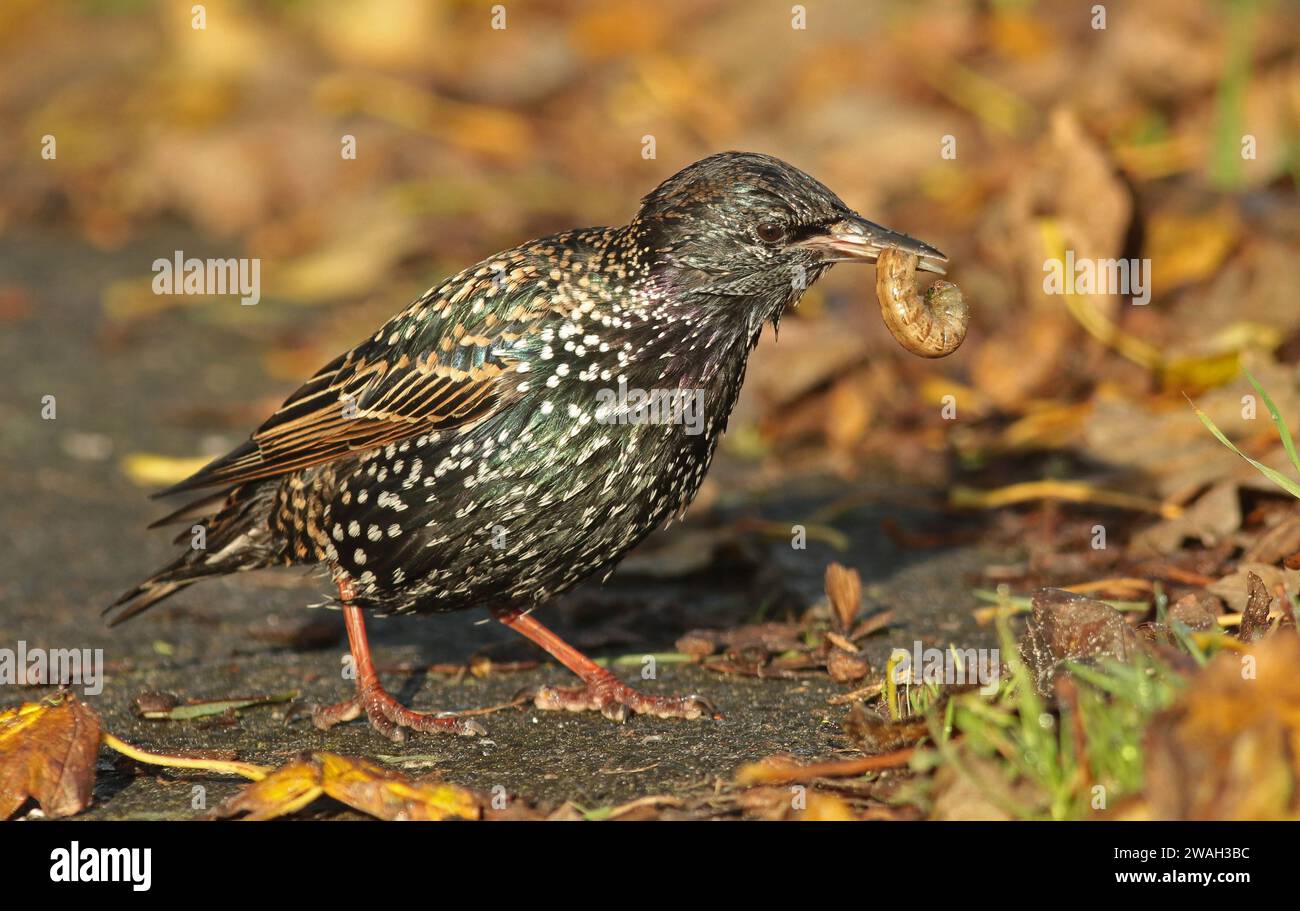 Sternchen, Europäischer Sternchen, Sternchen (Sturnus vulgaris), auf dem Boden mit einer Raupe im Schnabel, Seitenansicht, Niederlande, Nordholland Stockfoto