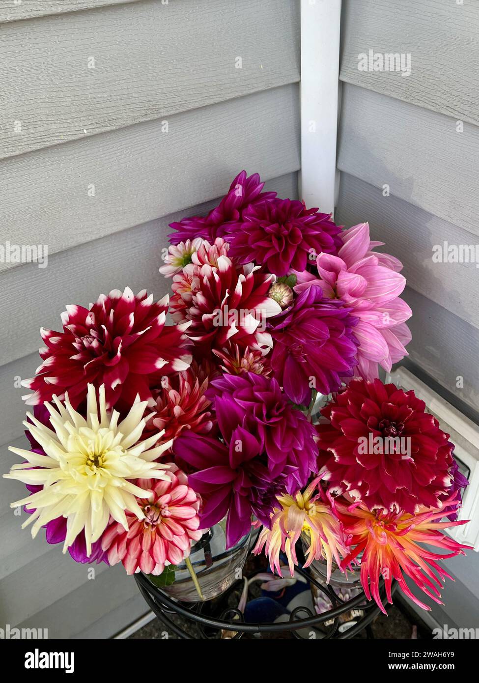 Dahlia Blumen aus dem Hinterhof Stockfoto