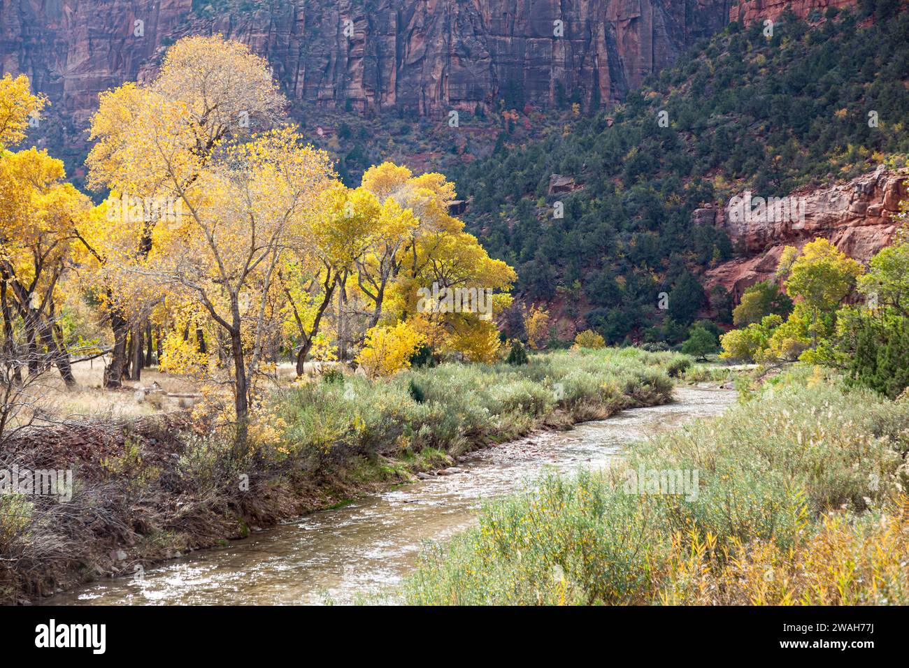 Der Virgin River fließt durch den Zion Canyon neben hellen, herbstlichen Baumwollbäumen und erodierten Sandsteinklippen im Zion National Park, Utah. Stockfoto