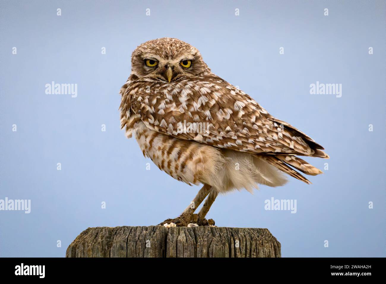 Burrowing Owl am Schild, sage Creek Rim Road, Badlands National Park, South Dakota. Stockfoto