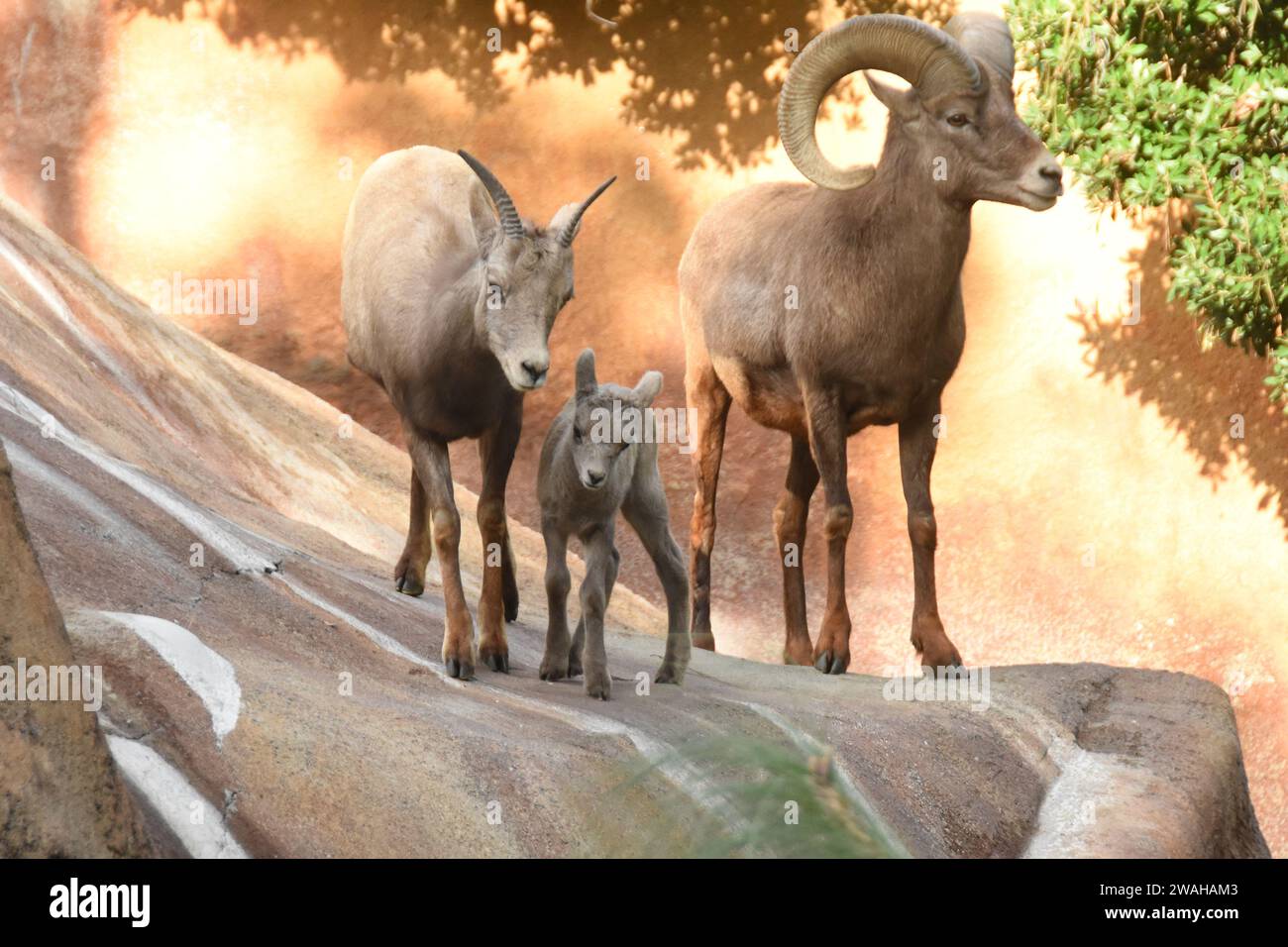 Los Angeles, Kalifornien, USA 2. Januar 2024 Desert Bighorn Sheep Baby, geboren am 2. Januar 2024 in Los Angeles, Kalifornien, USA. Foto: Barry King/Alamy Stock Photo Stockfoto