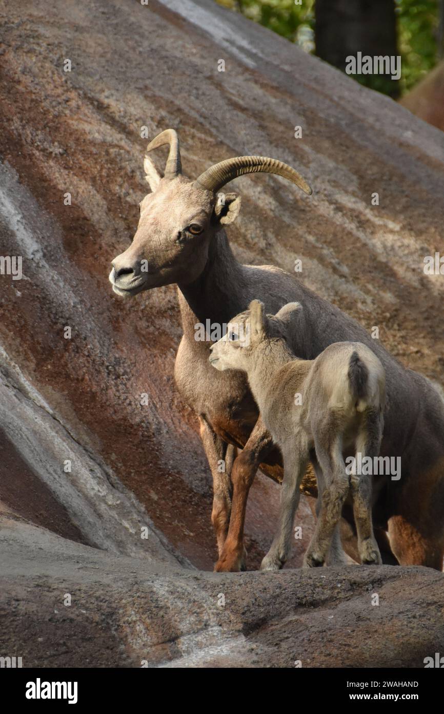 Los Angeles, Kalifornien, USA 2. Januar 2024 Desert Bighorn Sheep Baby, geboren am 2. Januar 2024 in Los Angeles, Kalifornien, USA. Foto: Barry King/Alamy Stock Photo Stockfoto