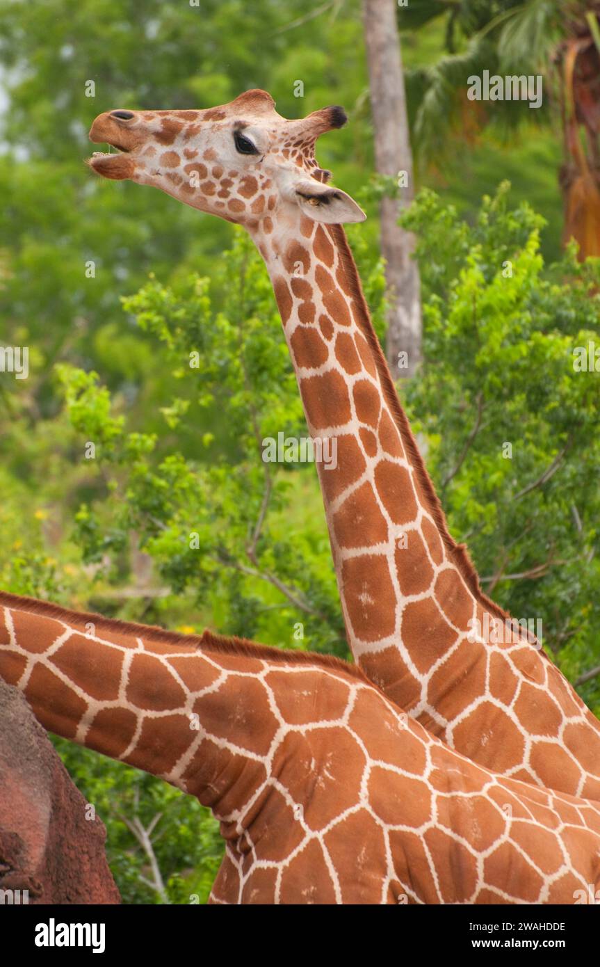 Retikuliert Giraffe (Giraffa Plancius Reticulata), Gladys Porter Zoo, Brownsville, Texas Stockfoto