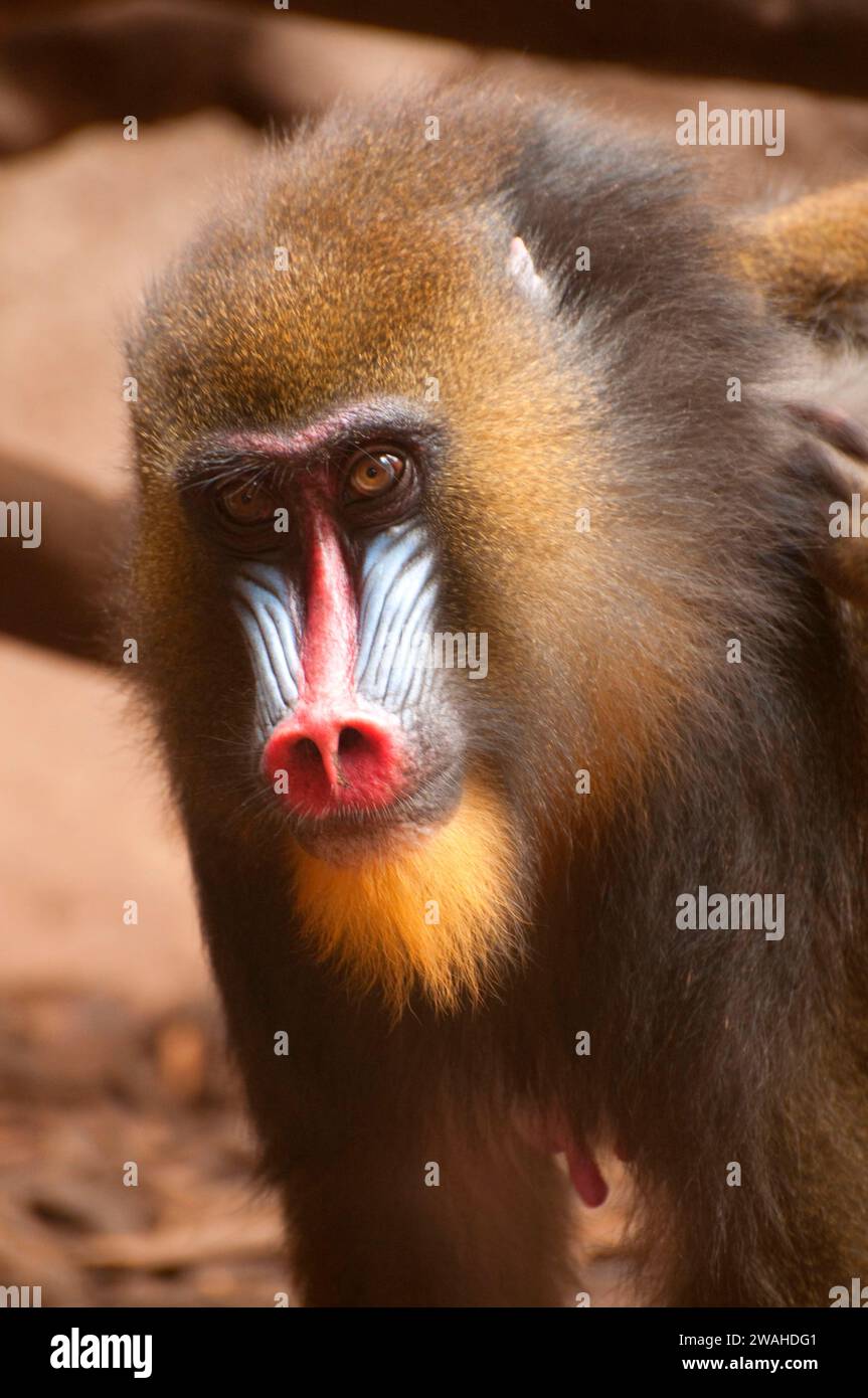 Mandrill (Mandrillus Sphinx), Gladys Porter Zoo, Brownsville, Texas Stockfoto