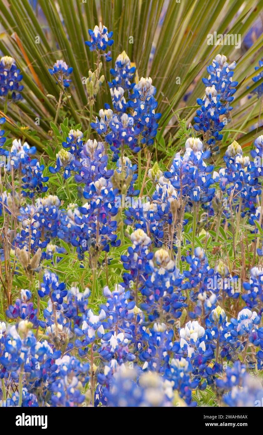 Texas Bluebonnets, Kerr County, Texas Stockfoto