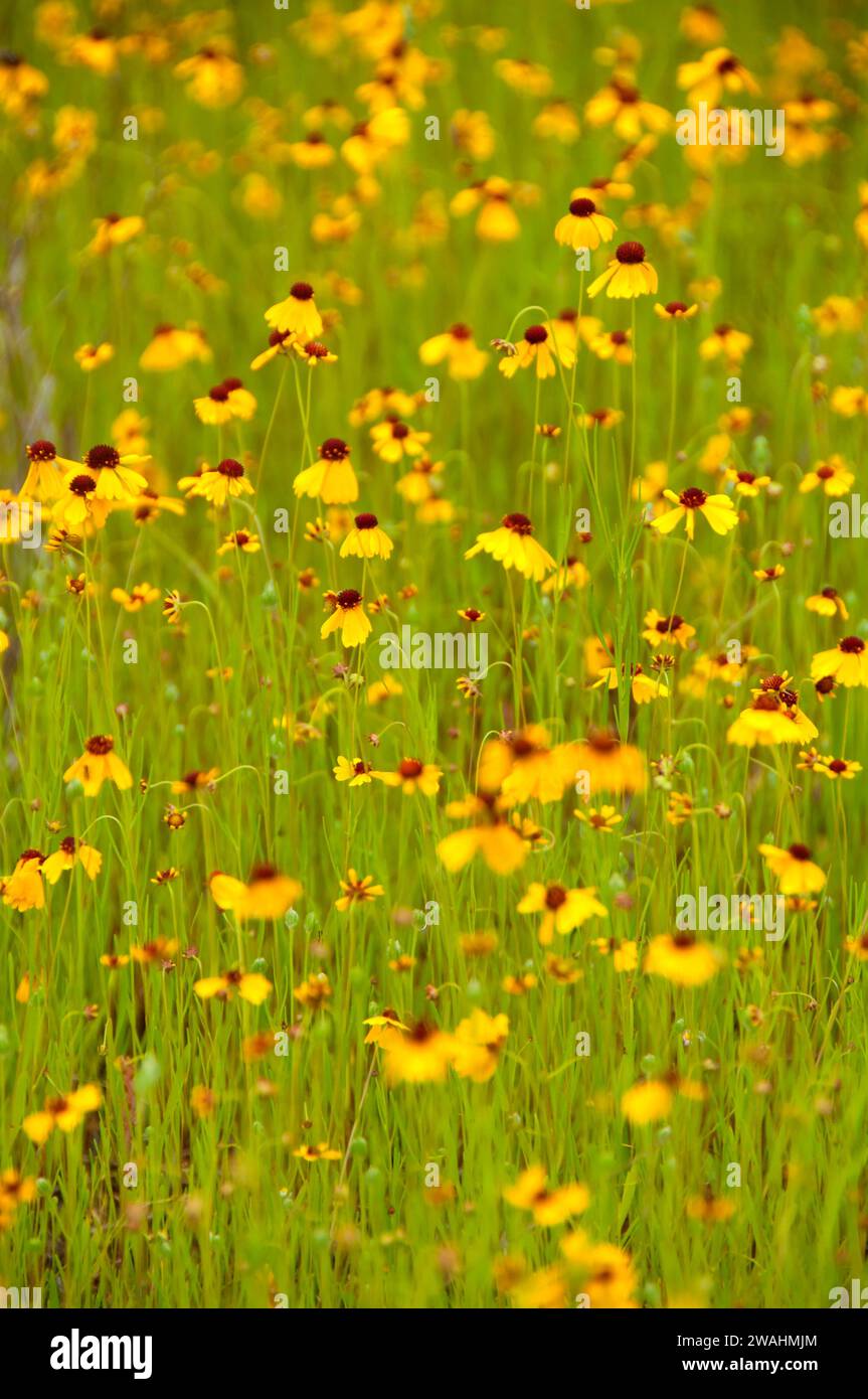 Yellow Gänseblümchen, Inks Lake State Park, Texas Stockfoto