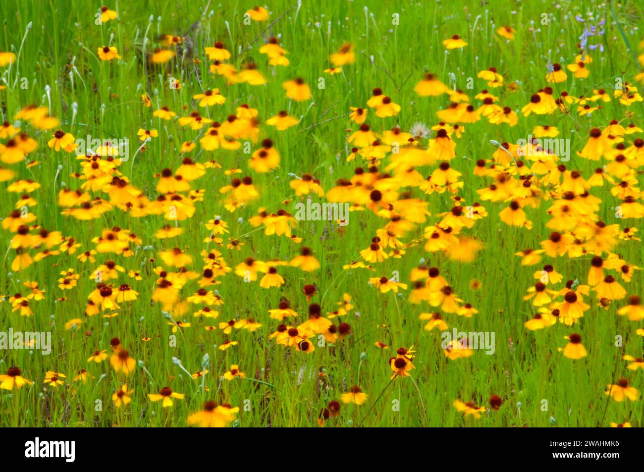 Yellow Gänseblümchen, Inks Lake State Park, Texas Stockfoto