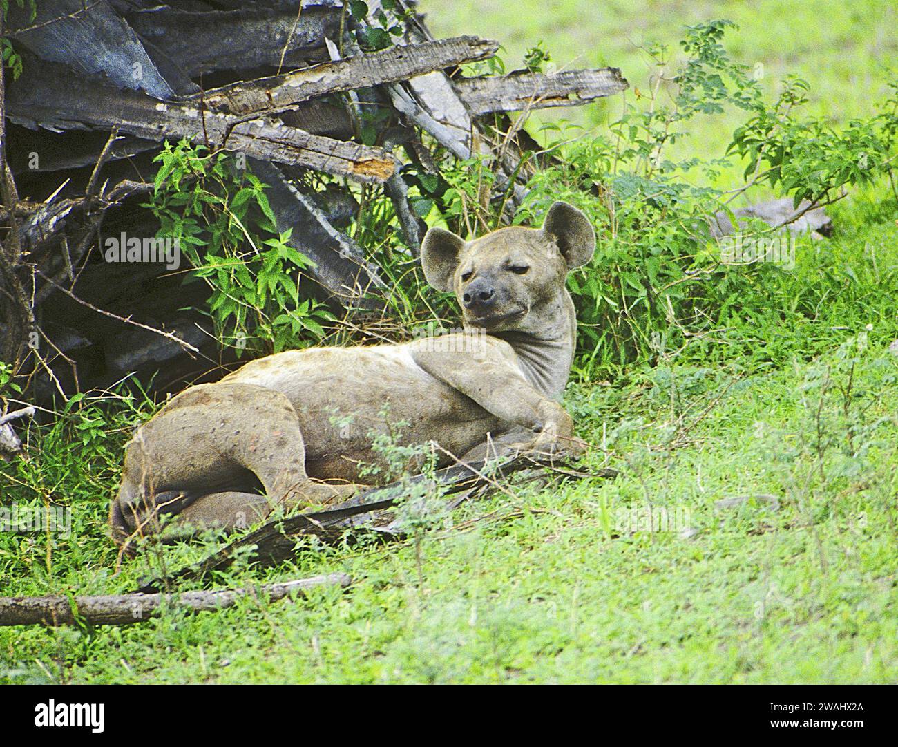 Gefleckte Hyäne, Crocuta crocuta, in der Nähe des Rufiji-Flusses im Selous Game Reserve, Tansania Stockfoto