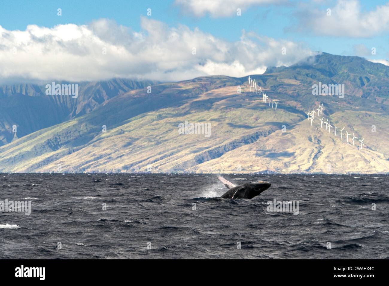 Spektakuläre Whale Break mit Mauis Windturbinen im Hintergrund Stockfoto