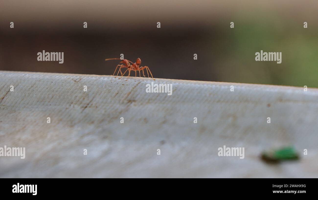 Rote Ameisen suchen nach Lebensmitteln. Arbeitsameisen laufen Stockfoto