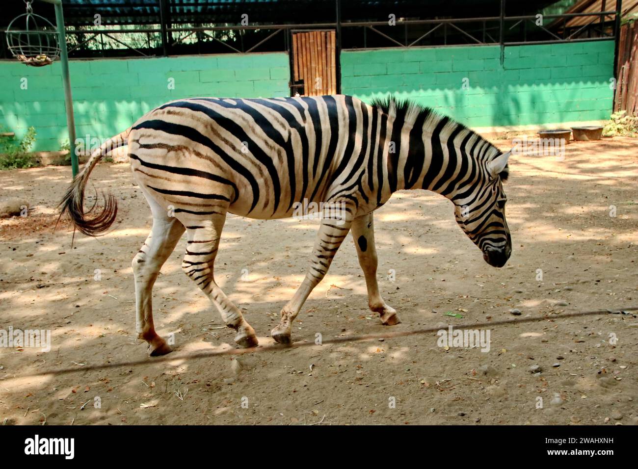 Porträt von Zebras im Zoo. Schönes Zebraexemplar aus einem großen zoologischen Garten Stockfoto