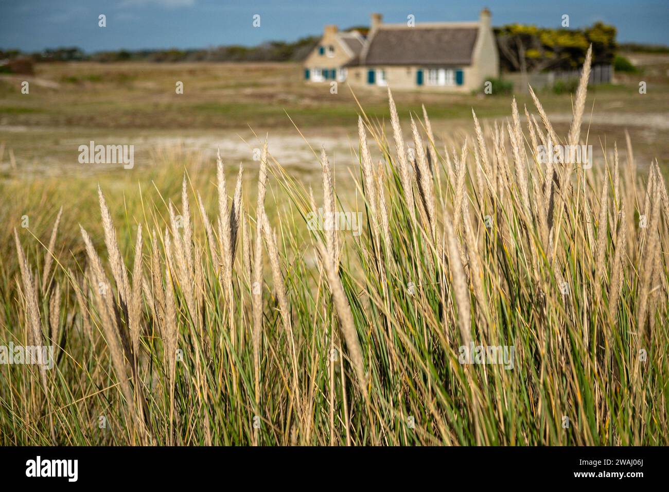 Ein Haus im Moor mit wilden Gräsern im Vordergrund. Stockfoto