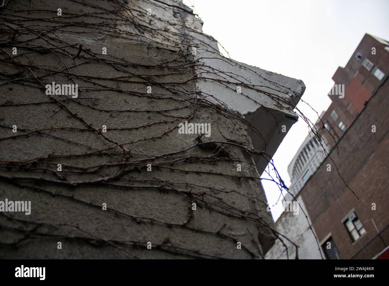Ein Steingebäude in Lower Manhattan, New York, mit üppigen Weinstöcken, die an den Wänden wachsen Stockfoto