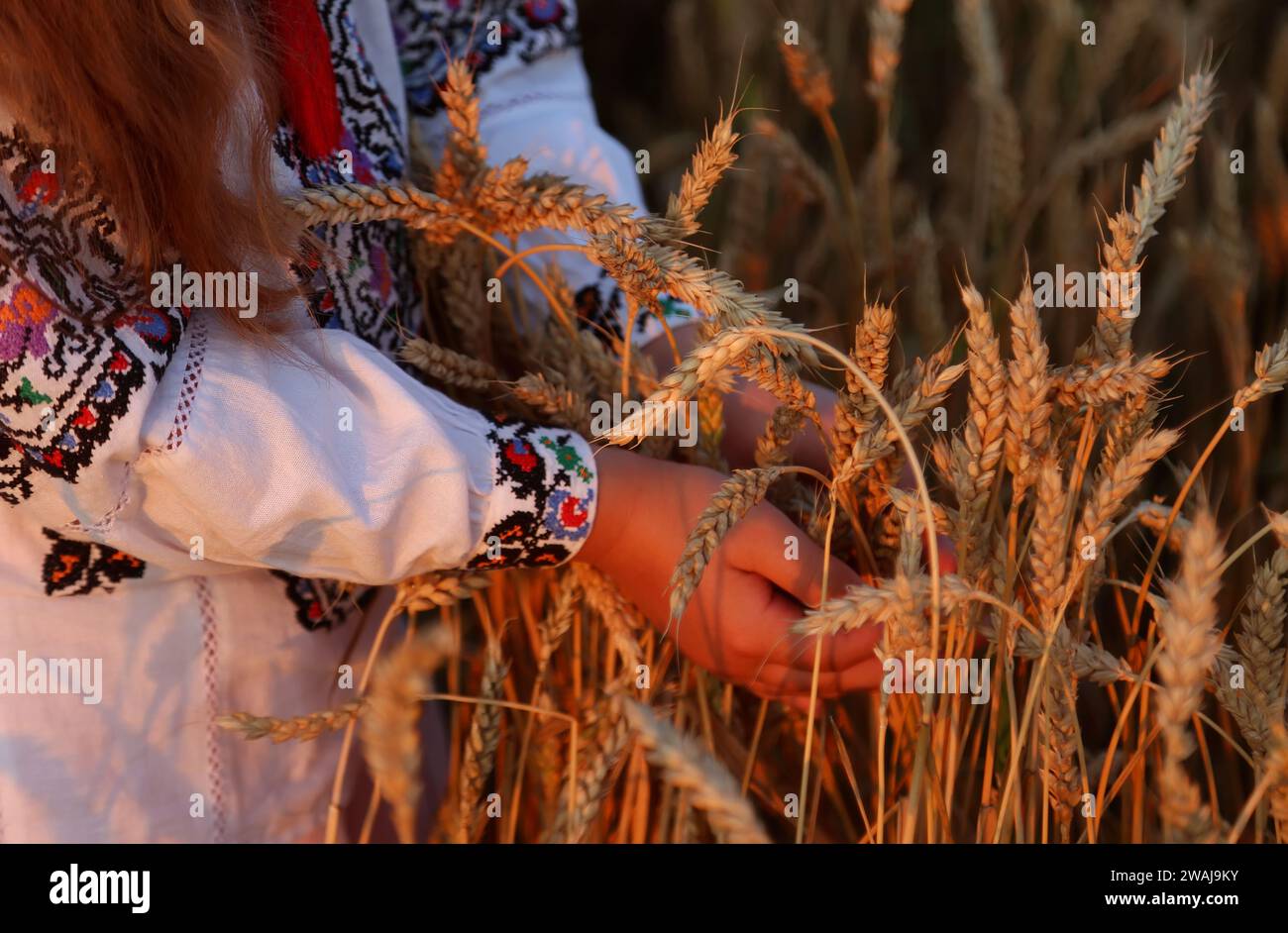 Weizenspikelets in den Händen eines Mädchens in einem gestickten Hemd. Hände Nahaufnahme fokussieren auf Maisohren. Unabhängigkeitstag der ukraine, Verfassungsflagge Stockfoto