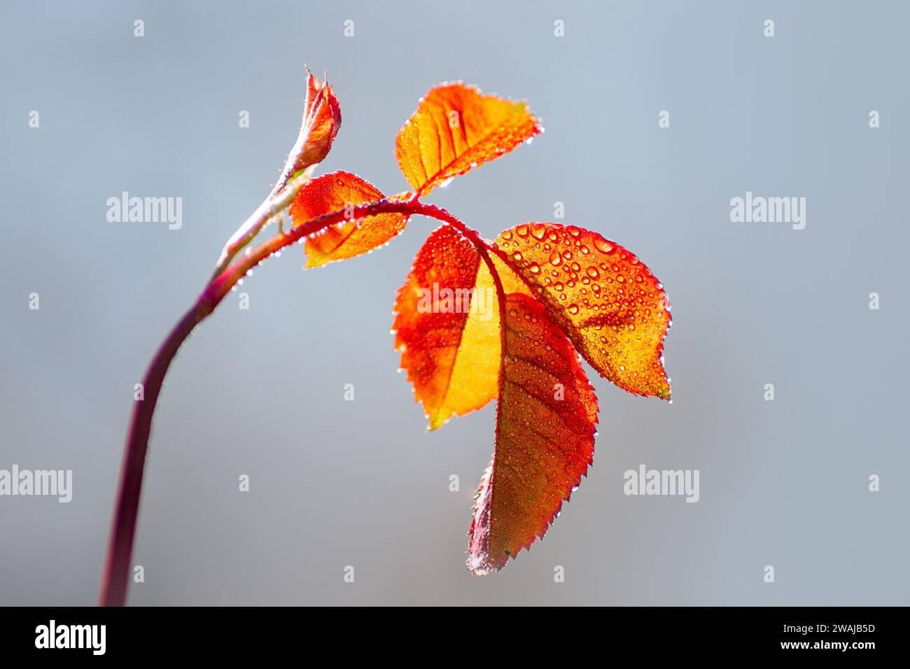 Leuchtend orange Herbstblätter auf einem Zweig, im Kontrast zu einem weichen, diffusen blauen Himmel Stockfoto