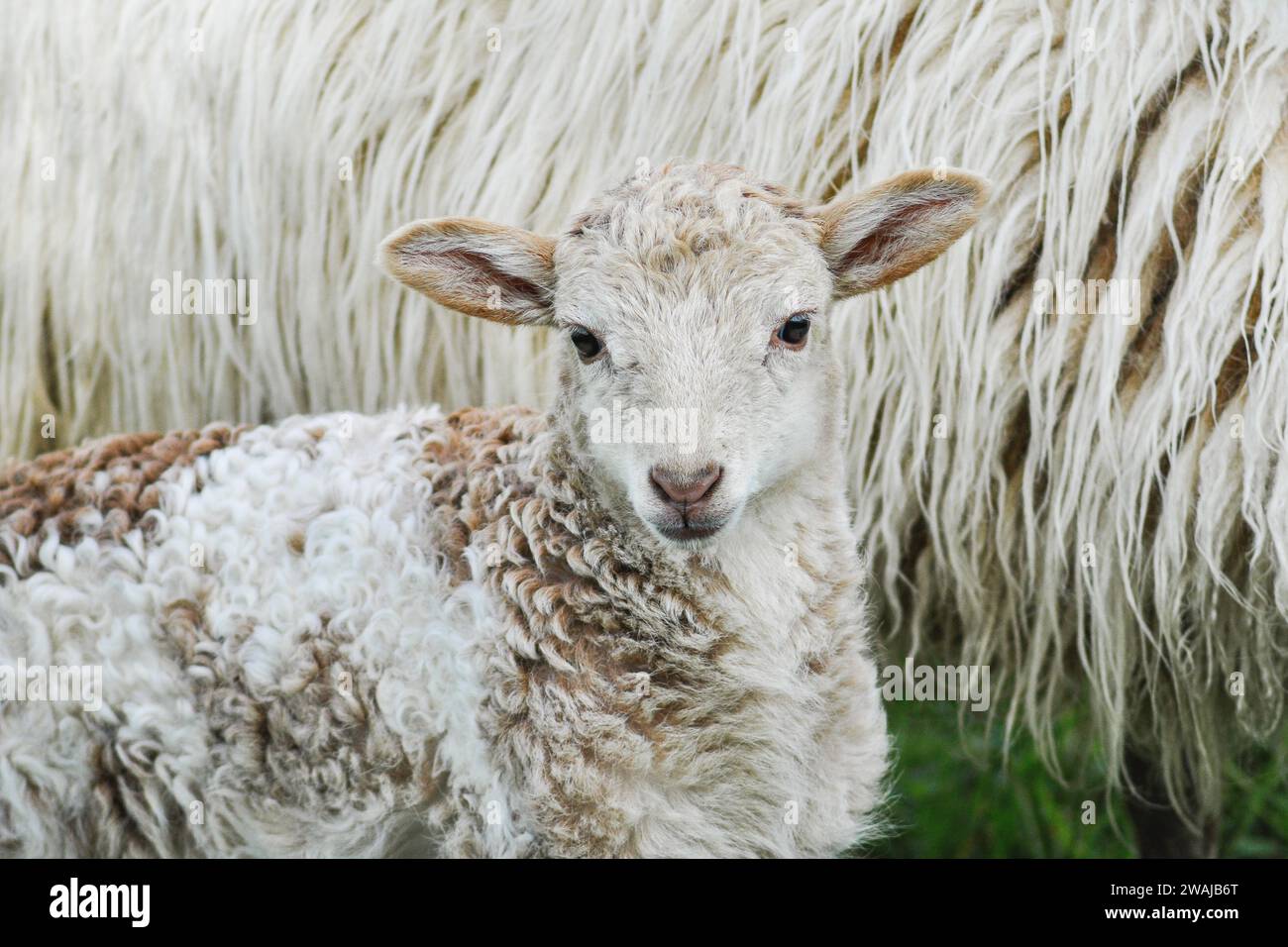Ein junges Lamm mit einem weichen, gemusterten Fell schmiegt sich an das dicke, weiße Vlies seiner Mutter, in einer zarten Verbundenheit Stockfoto