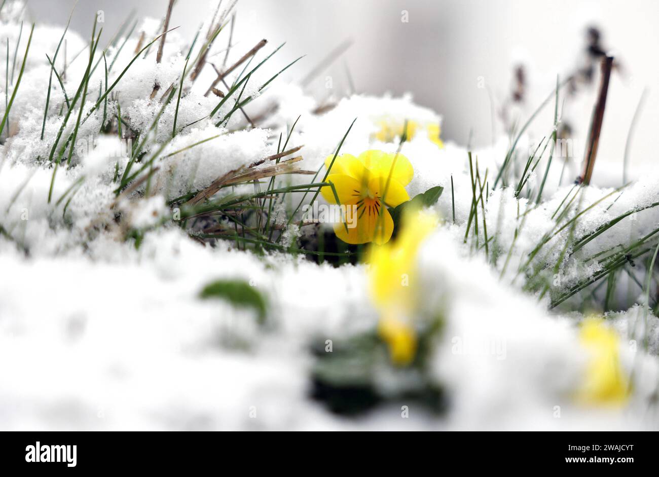 05.01.2024, Berlin - Deutschland. Zarte Blüten werden vom Schnee überrascht. *** 05 01 2024, Berlin Deutschland zarte Blüten werden vom Schnee überrascht Stockfoto