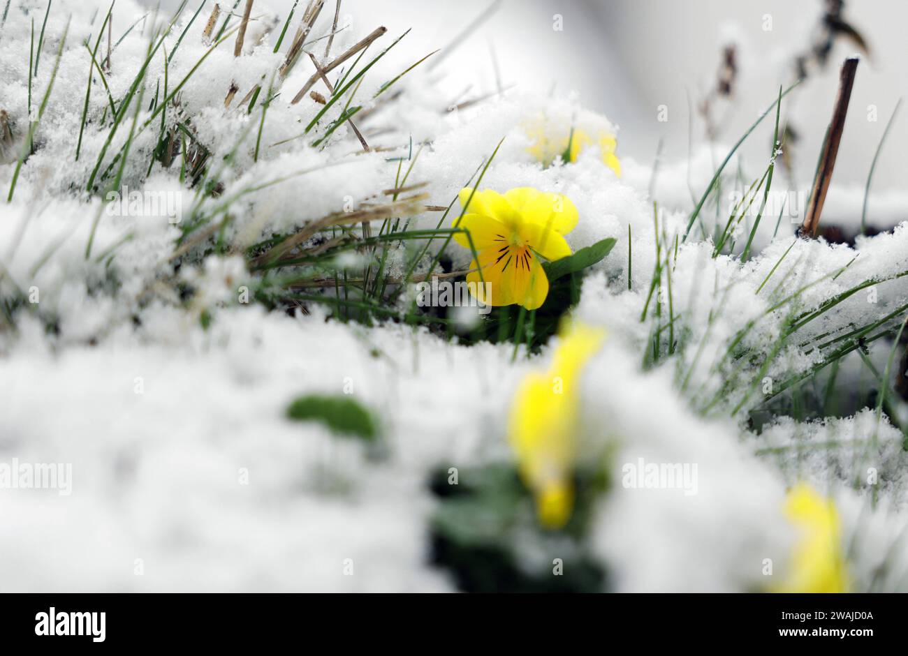05.01.2024, Berlin - Deutschland. Zarte Blüten werden vom Schnee überrascht. *** 05 01 2024, Berlin Deutschland zarte Blüten werden vom Schnee überrascht Stockfoto