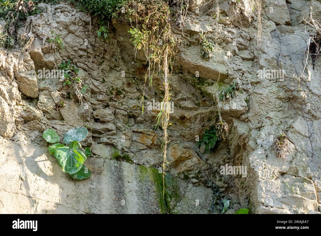 Das Bild ist eine Nahaufnahme einer Klippe, die die komplexen geologischen Formationen und das Zusammenspiel verschiedener Gesteinsarten zeigt. Jede Schicht erzählt eine andere Geschichte der alten Geschichte der Klippe, mit Sedimentationsmustern, Erosionsprozessen und Mineralablagerungen. Die Textur ist detailreich, mit scharfen Kontrasten zwischen den rauen, zerklüfteten Kanten und den glatteren Oberflächen, was ein Gefühl des Charakters der Klippe vermittelt. Das Foto dient als lehrreicher Einblick in die Naturgeschichte, die in die Erdkruste eingeätzt ist. Geologische Wandteppiche: Die Erzählung der Klippen. Hohe Qualität Stockfoto