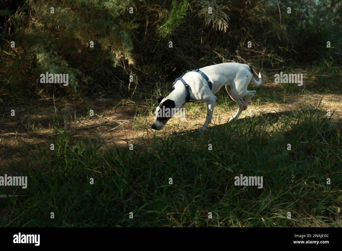 Entdecken Sie Geheimnisse im Dunkeln: Der Hund folgt dem versteckten Pfad. Stockfoto