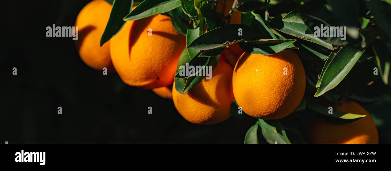 Eine Fülle reifer Orangen, die an einem üppigen, grünen Baum hängen Stockfoto