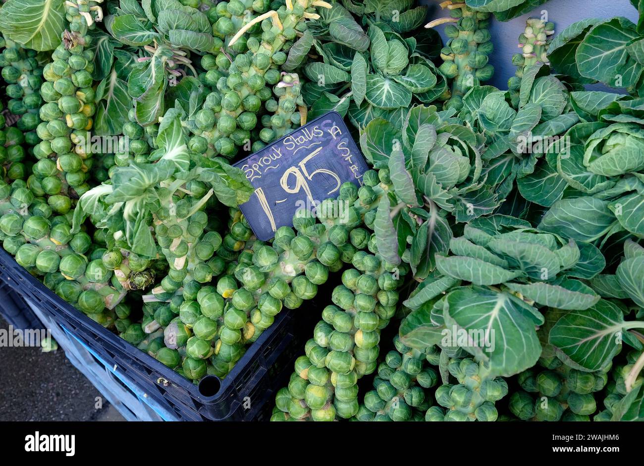 Sprossenstiele vor dem Gemüseladen in norfolk, england Stockfoto