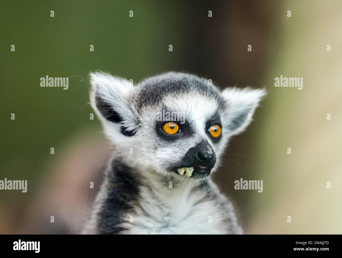 Porträt eines Lemuren. Tiernahmehilfe. Primatenarten aus Madagaskar. Stockfoto