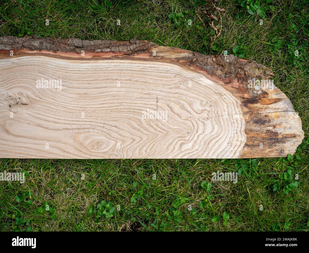 Grobes, gesägtes Brett aus gewürztem luftgetrocknetem Platanen, das eng mit Ahorn verwandt ist und Rinde mit lebendem Rand hat Stockfoto
