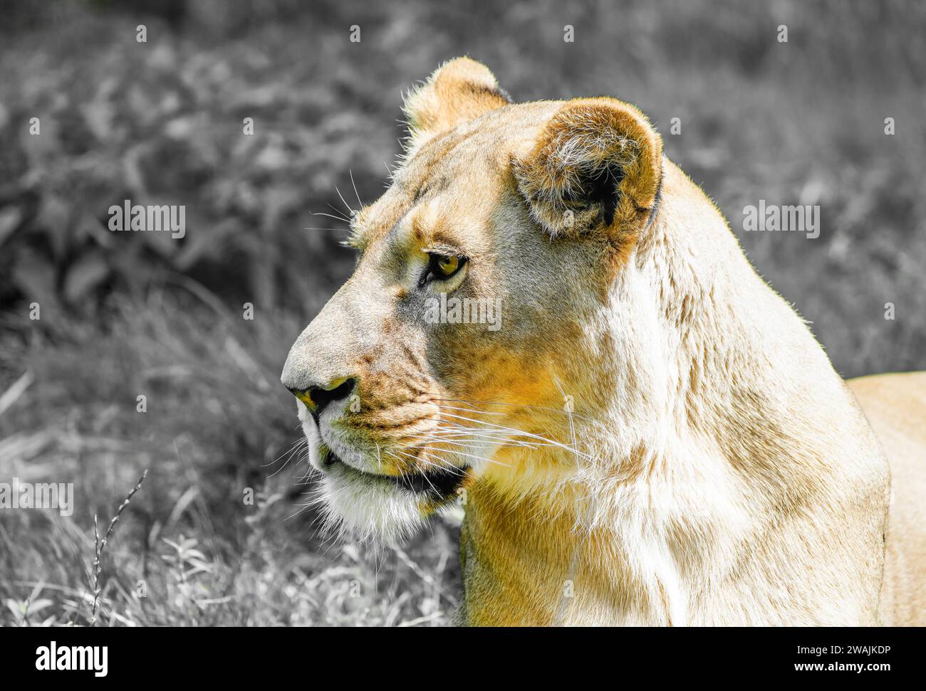 Porträt einer Löwin. Tier in Nahaufnahme. Panthera leo. Grosse Katzenarten. Stockfoto