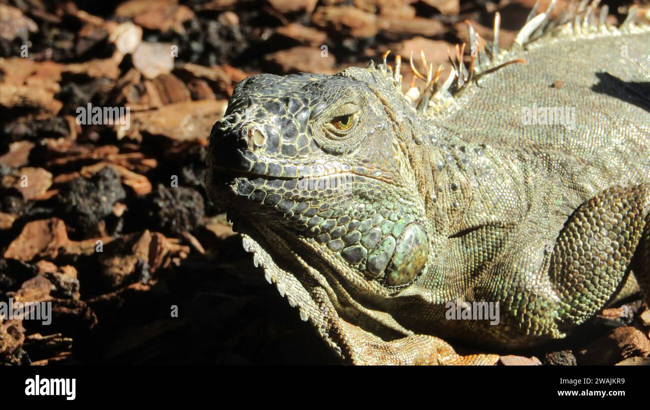 Ein grüner Leguan, der auf dem Boden liegt, mit abgewandtem Kopf Stockfoto