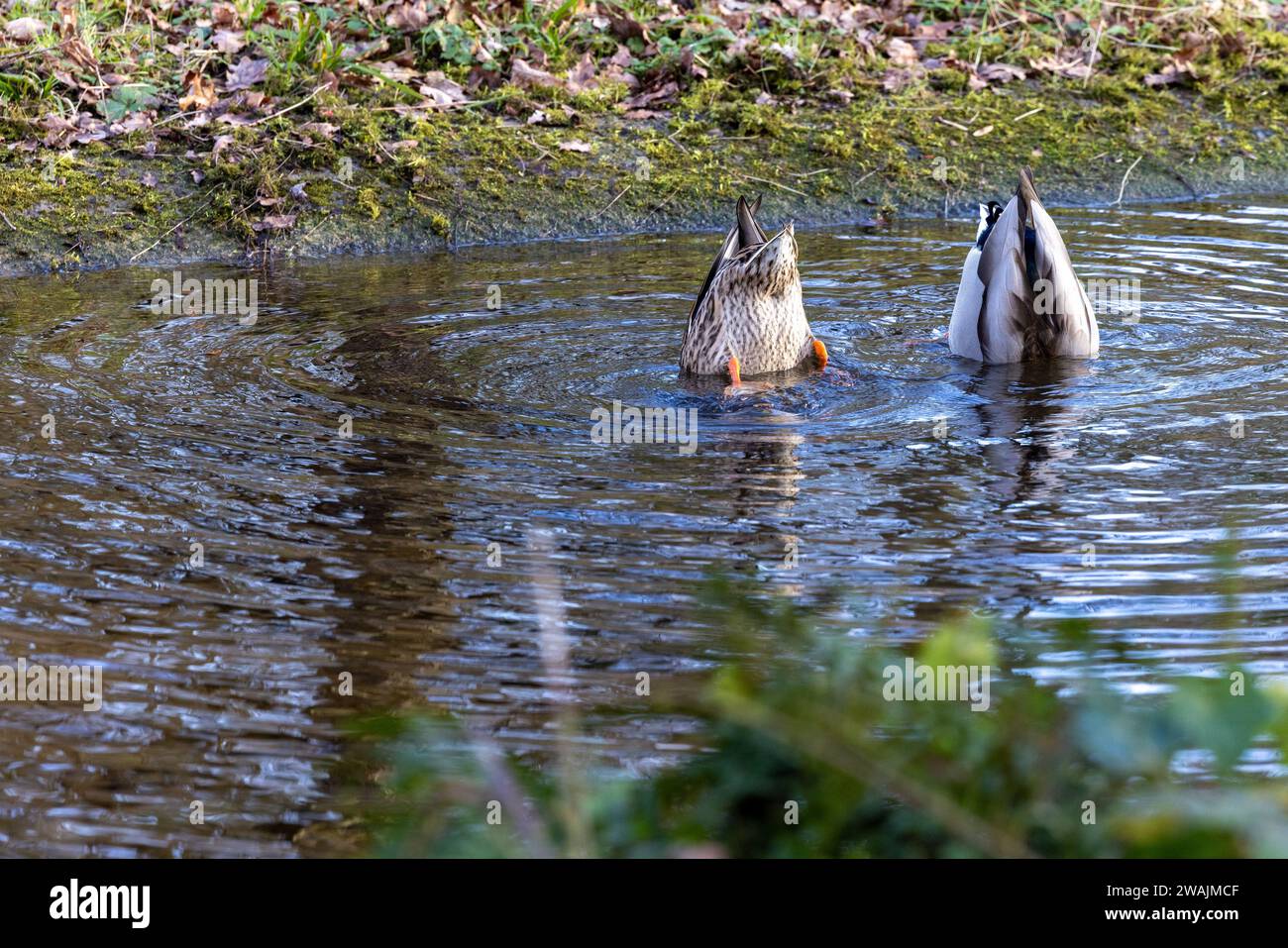 Das Bild zeigt ein Paar Mallard-Enten, Anas platyrhynchos, die an dem charakteristischen Verhalten beteiligt sind, das als Dabbling bekannt ist. Sie werden in einem Süßwasserteich enden, Schwänze in der Luft, während sie sich von Unterwasserpflanzen ernähren. Die natürliche Umgebung wird durch die harmonische Interaktion der Enten mit ihrer Umgebung sowie durch die klaren Wellen im Wasser hervorgehoben, die ihre Bewegung anzeigen. Das umgebende Laub und der Rand der Teiche umrahmen diesen offenen Moment im täglichen Leben dieser Wasservögel. Dabbling Duo, Mallards in Sync. Hochwertige Fotos Stockfoto