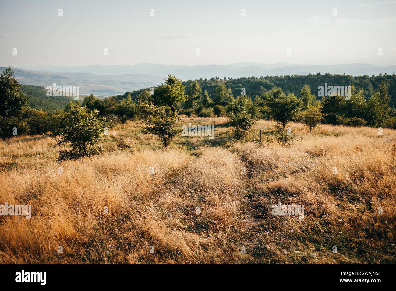 Panorama-Sommerhorizont mit Weg, hohem gelbem Gras, Bäumen, Hügeln, Bergen, und blauer Himmel Stockfoto