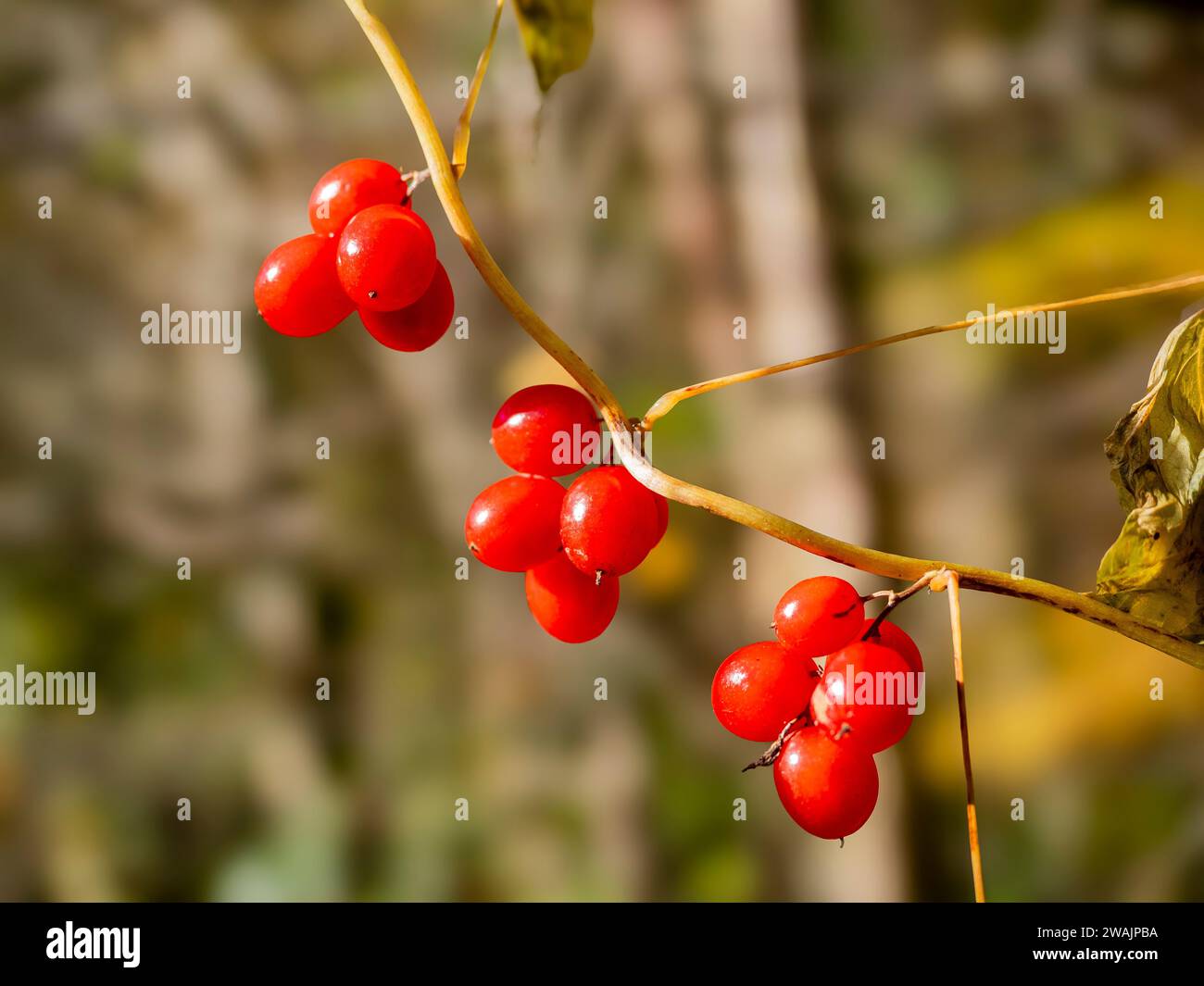 Black Byrony eine giftige Kletterpflanze mit rot glänzenden Beeren im Winter, die in England und Wales gefunden wurde Stockfoto