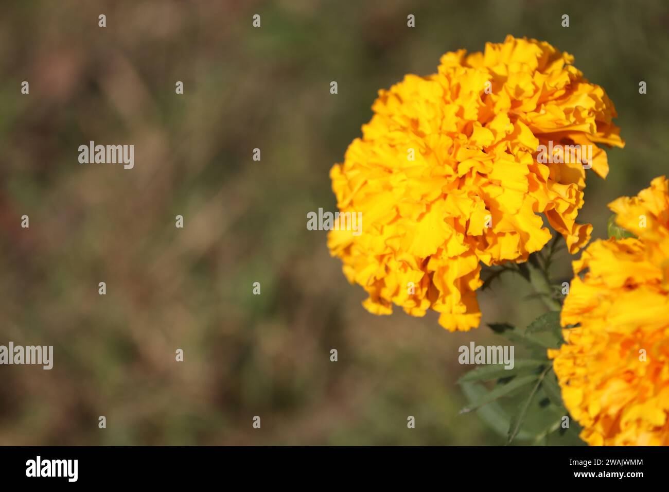 Eine Nahaufnahme einer gelben Ringelblume auf einem Feld Stockfoto