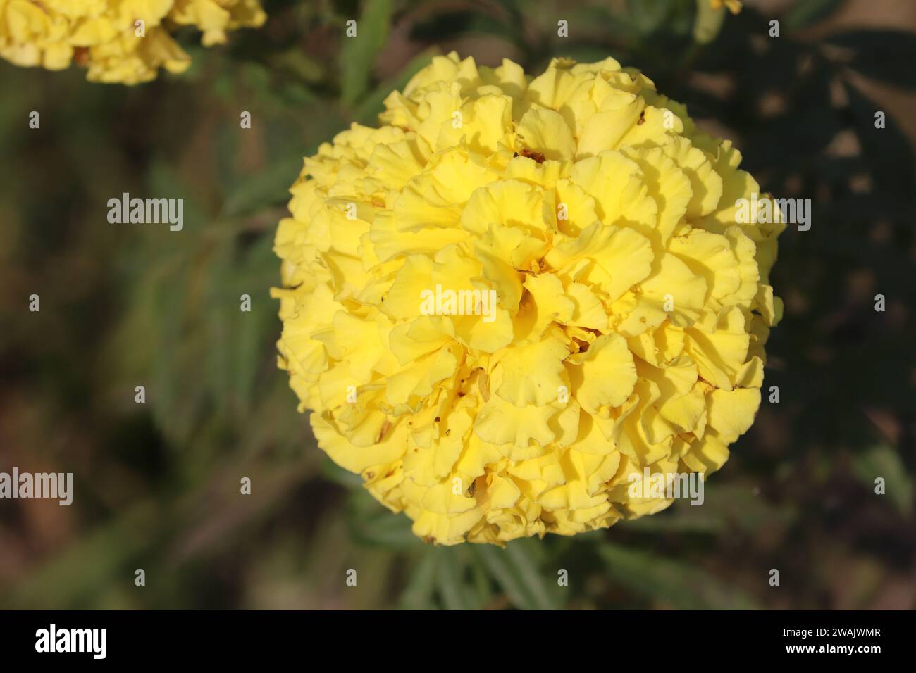 Eine Nahaufnahme einer gelben Ringelblume auf einem Feld Stockfoto