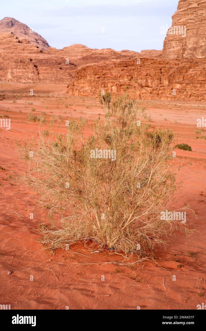 Weißes Saxaul (Haloxylon persicum) ist ein Sträucher oder kleiner Baum, der in trockenen oder Wüstenregionen von Ägypten bis China beheimatet ist. Dieses Foto wurde in Wadi Rum de aufgenommen Stockfoto