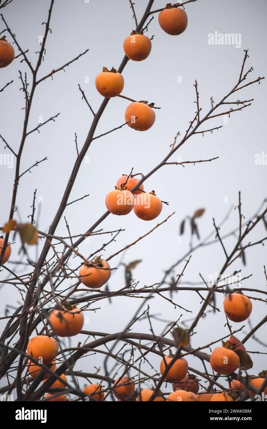 Apfelkaki, japanischer Apfel, Persimmonfrucht auf Baumzweigen im Herbst Stockfoto