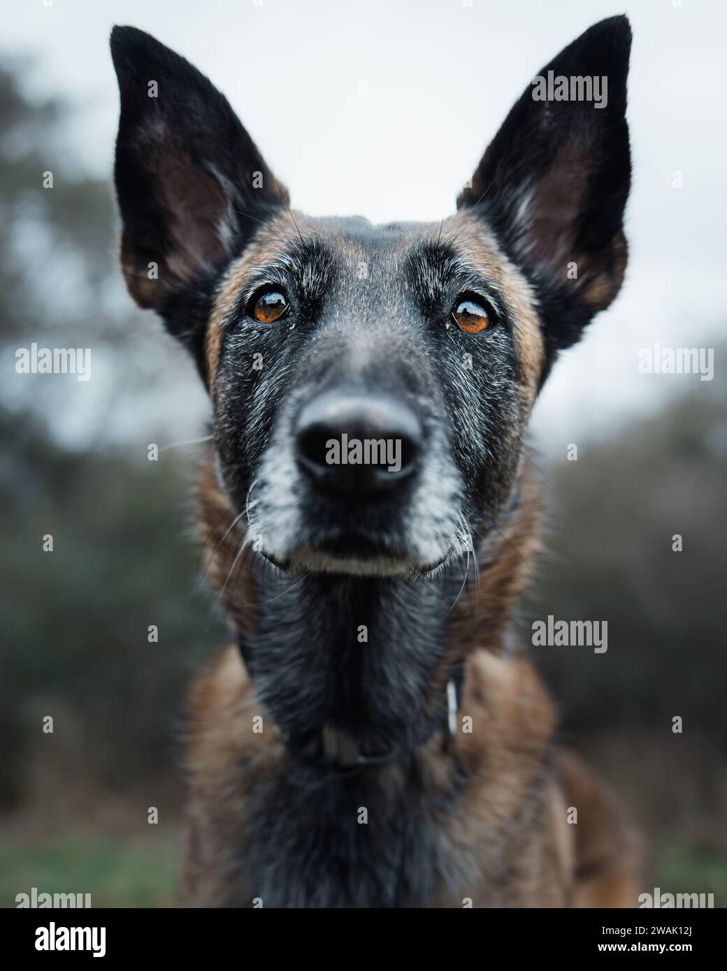 Ein brauner und schwarzer Hund blickt direkt in die Kamera, die Augen sind offen und wachsam Stockfoto