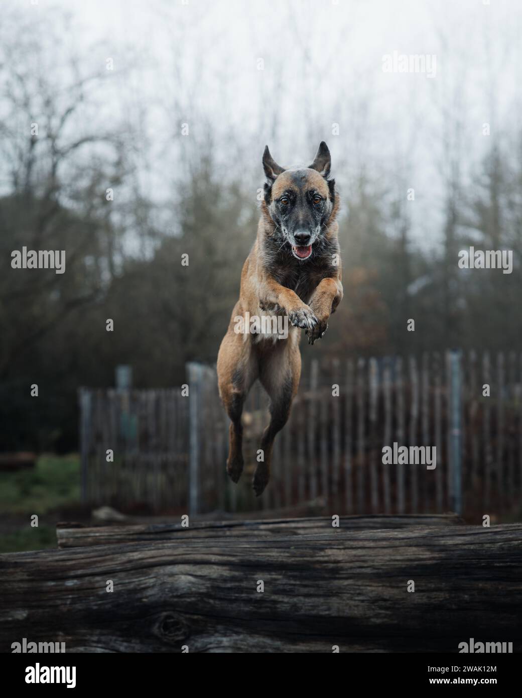 Ein schwarz-weißer Labrador-Retriever springt in die Luft, während er auf einem großen Holzstamm steht Stockfoto