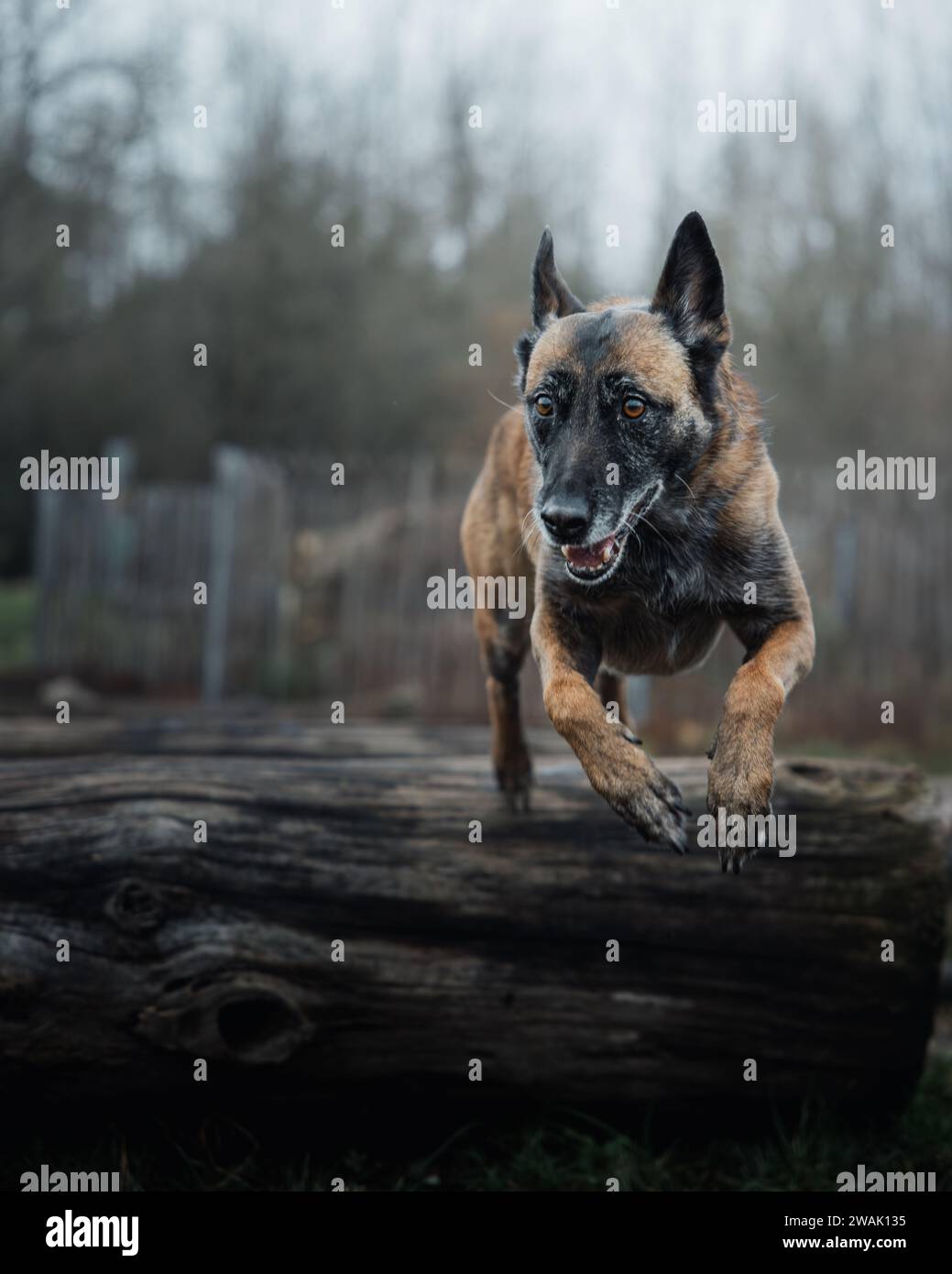 Ein entzückender Eckhund springt über einen Holzstamm in einem grasbewachsenen grünen Feld, mit einem weißen Zaun im Hintergrund Stockfoto